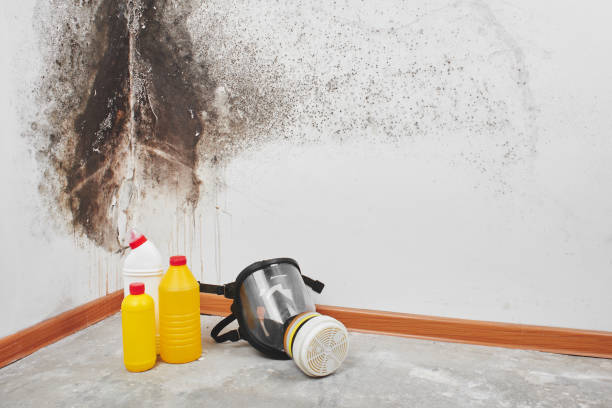 Best Black Mold Removal  in Windsor, VA