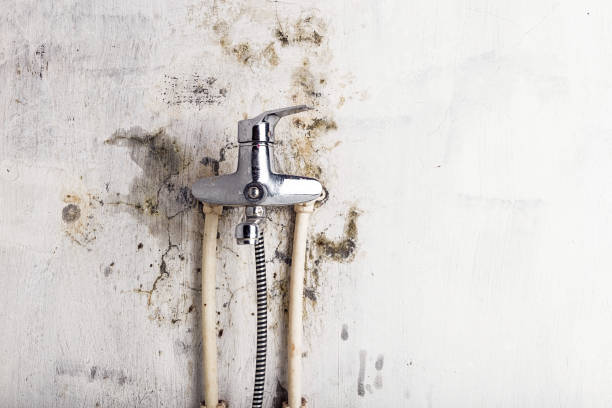 Professional Mold Removal in Windsor, VA