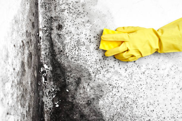 Best Commercial Mold Removal  in Windsor, VA