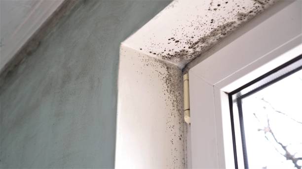 Best Mold Testing  in Windsor, VA