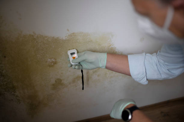 Best Local Mold Removal Service  in Windsor, VA