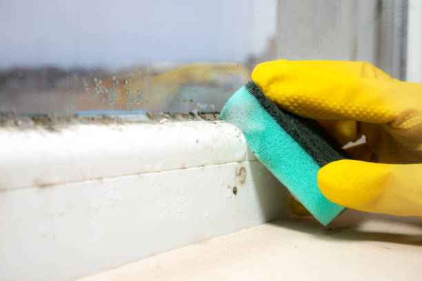 Best Mold Damage Repair  in Windsor, VA