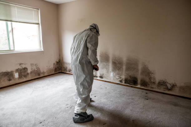 Best Crawl Space Mold Removal  in Windsor, VA