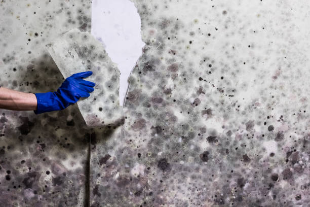 Best Mold Remediation  in Windsor, VA