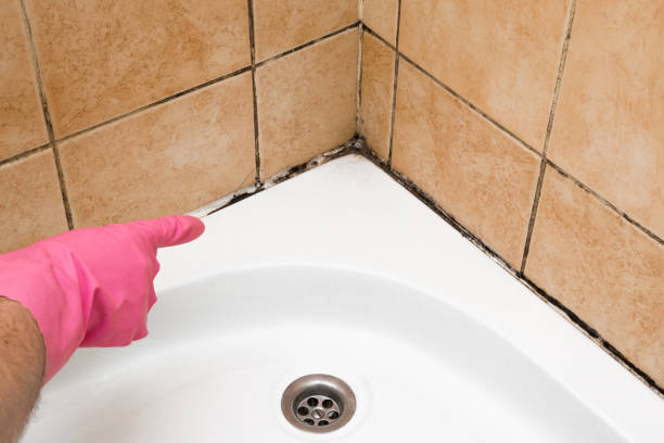 Reliable Windsor, VA Mold Removal Solutions